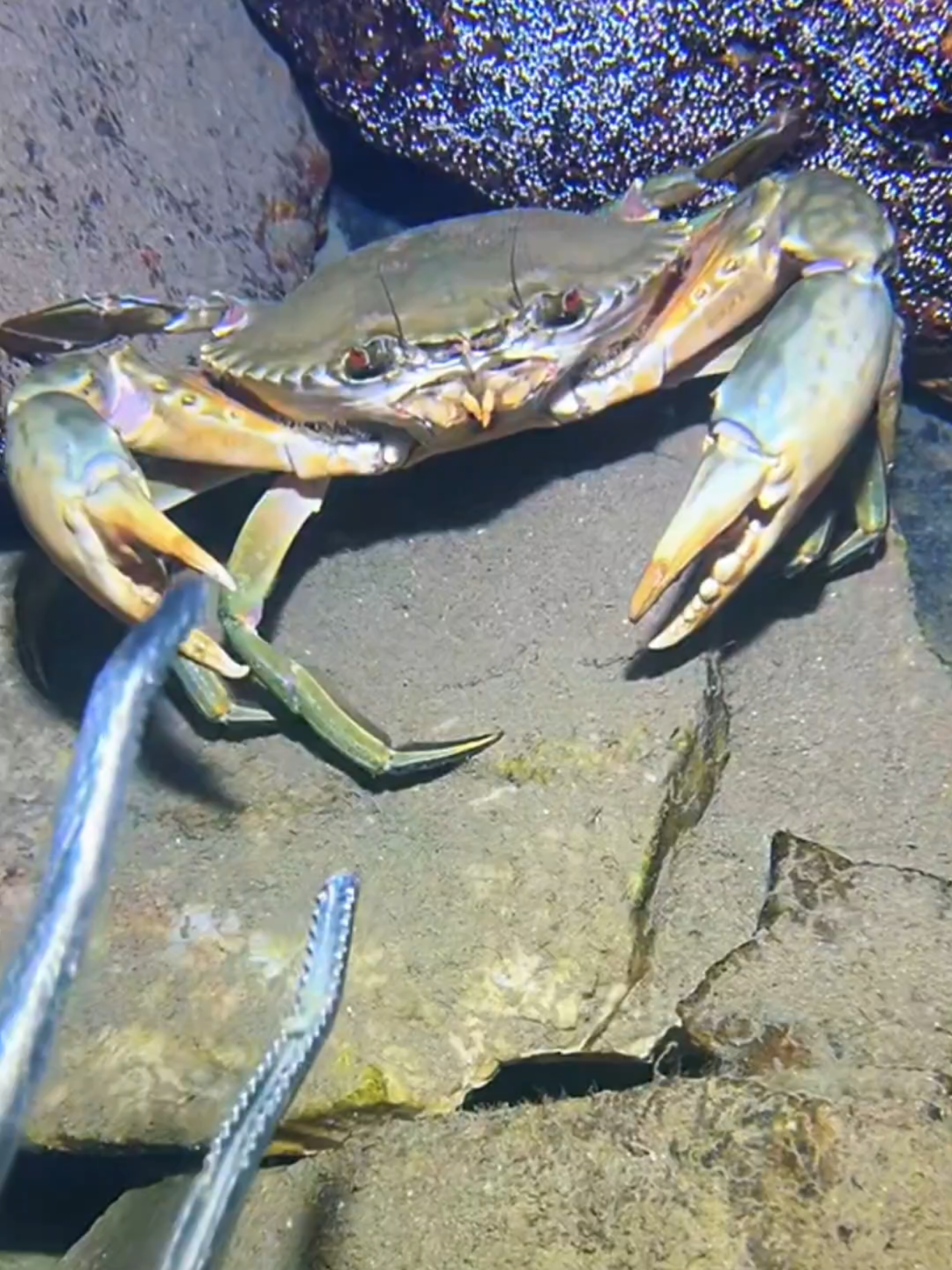 #diving #crab #catchthesea #seaside #seafood #fish #eel #lobster #seangsolofishing 