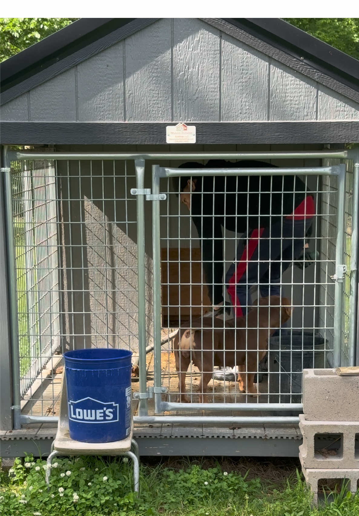 Daily maintenance 💪 #bullybreed #americanbully #pocketbully #chocolatetri #bulldog #PetsOfTikTok #scufftownbullys 