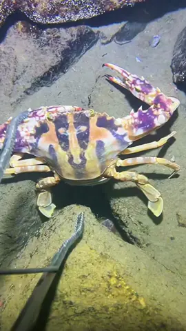 #diving #crab #catchthesea #seaside #seafood #fish #eel #lobster #seangsolofishing