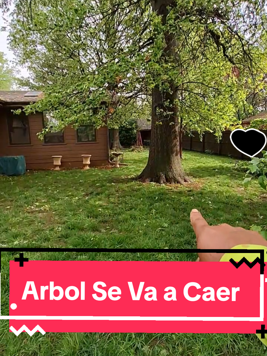 Este arbol esta a punto de caerse por toda la lluvia que a echo, el suelo estaba saturado de agua y el arbol esta pesado. Le recomende que llamara a otras compañias para removerlo. Abril 30 2025  #arbolero #arborist @Rick woolery 
