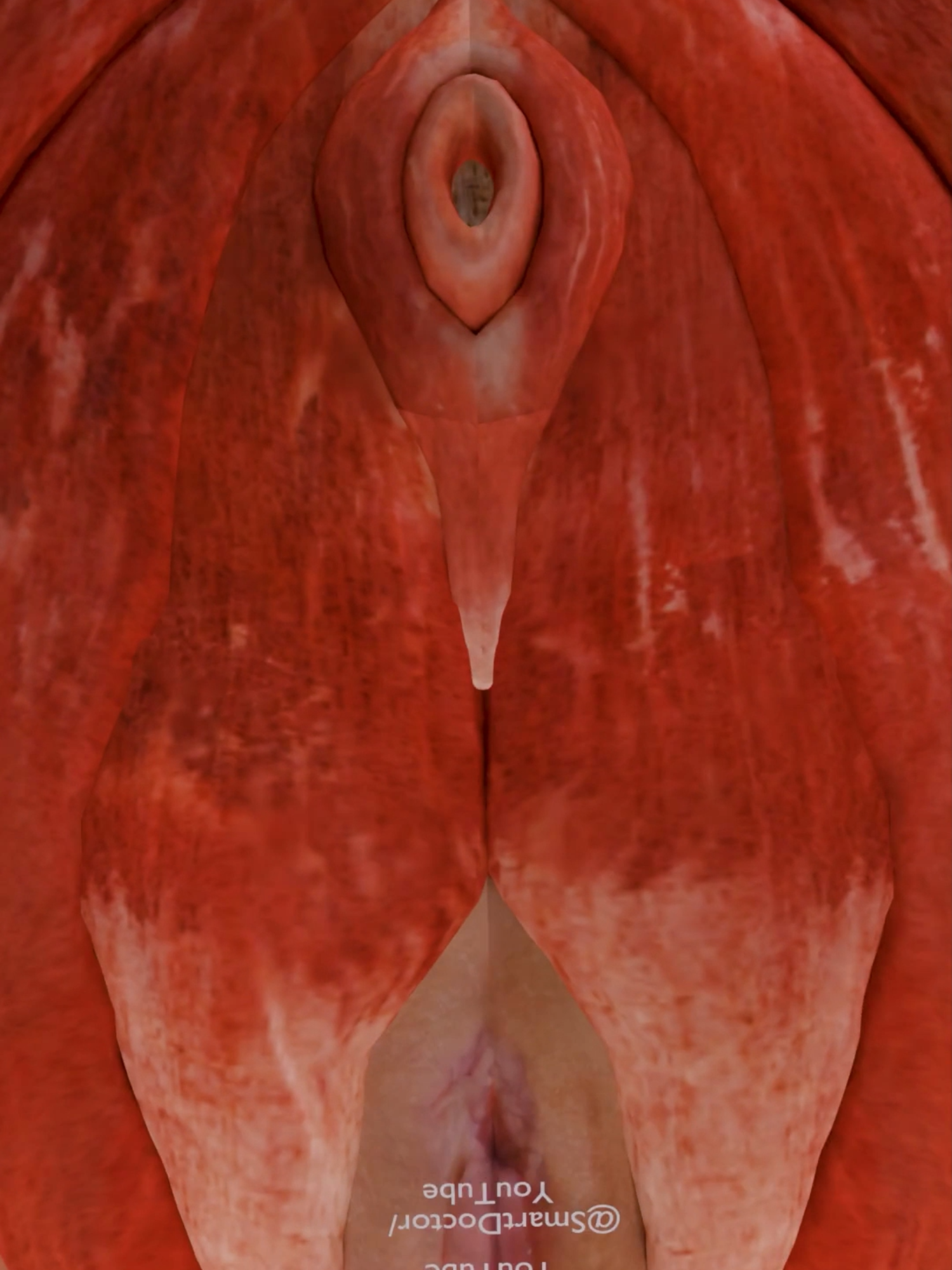 A Journey Through the Female Pelvis ✨♀️ . . What is the Anatomy of the Female Repr0-ductive System? Pelvic illustration Endometrium The tissue that surrounds the inside of uterus. This is where the blood comes from during a menstrual period. Uterus The hollow, pear-shaped organ located in the lower part of a woman’s stomach, between the bladder and the rectum. This is where a baby grows during pregnancy. Ovaries The two female reproductive organs located in the pelvis. The ovaries produce and protect a woman’s eggs until they are ready to be released. The ovaries also make the female sex hormones - estrogen and progesterone. Cervix The lower, narrow part of the uterus located between the bladder and the rectum. The cervix forms a passage from the vagina to the uterus. This opening gets larger during pregnancy for a baby to come out of the uterus. Vagina The tunnel-like structure that connects the cervix (the opening of the uterus) and the vulva (the external genitalia). This structure allows fluid to pass out of the body during menstrual periods. It is also called the 