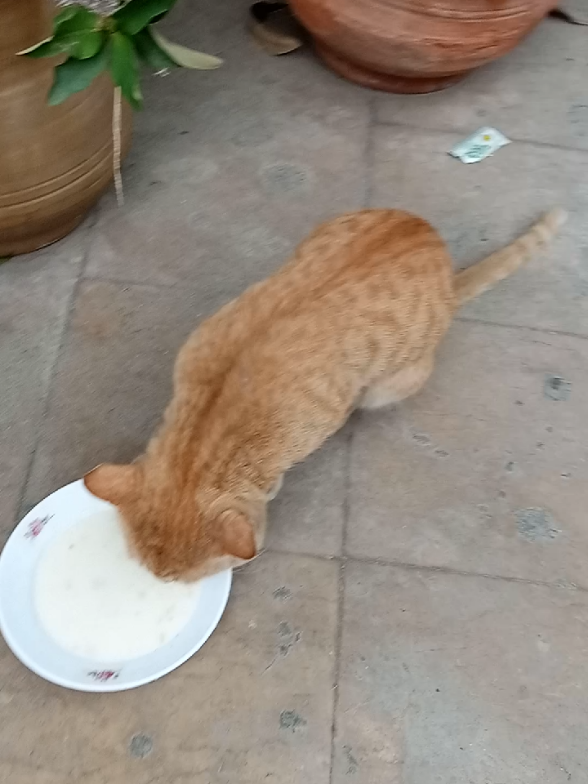 #simba #straycat #catlover #foryou #fyp 