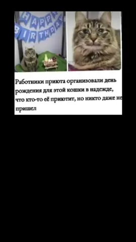 #таракан жаль котика(