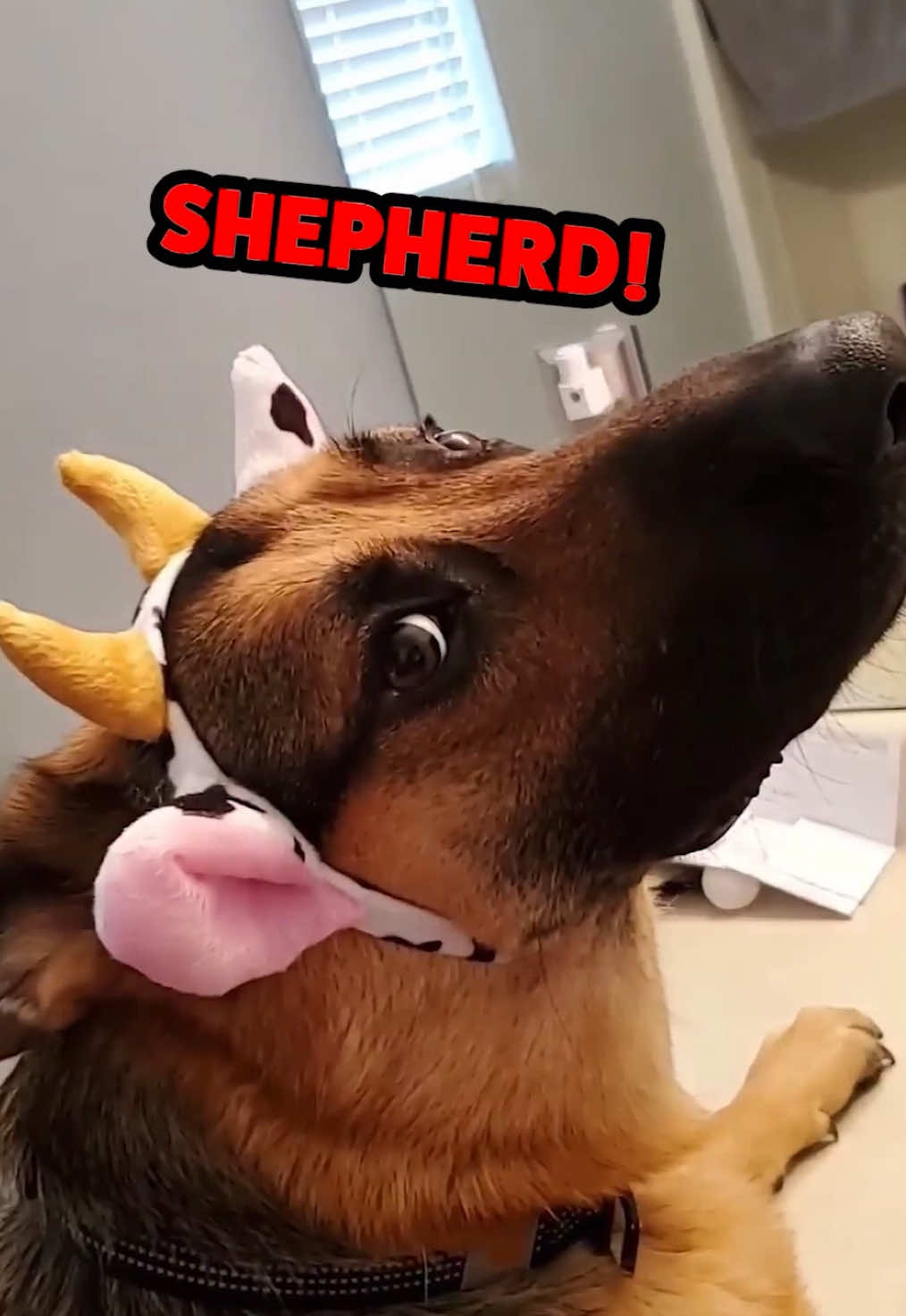 Replying to @InfinityLDog Happy National German Shepherd Day!!! 🇩🇪 🐶 #germanshepherd #germanshepherdsoftiktok #dog #dogsoftiktok #vo #voiceover #dub #talkingdog #rufus