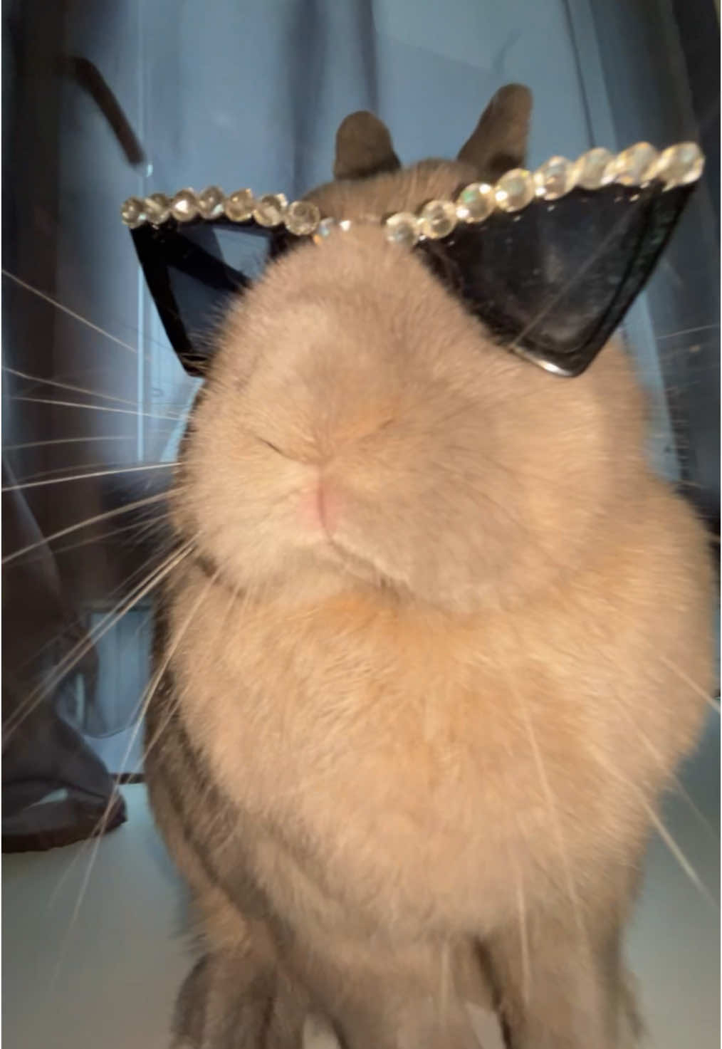 #pourtoi #lapin 