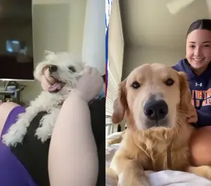 #duet with @ash #goldenretriever 