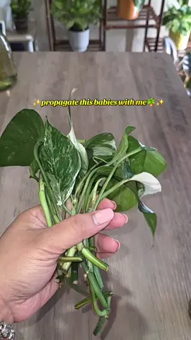 What do you use to propagate your plant babies?☺️🪴 I love using perlite when propagating my plant babies with the help of Prop Drops from  @Market Botany ☺️🪴 It's a perfect combination for me!☺️🪴✨️ #propagate #plantpropagation #propdrops #houseplantsoftiktok #houseplants #plantmom #plantok 
