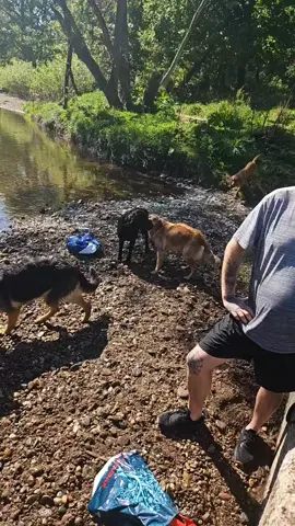 #Scotland #summertime #goldenretriever #labrador #cantbuythis #river #dayslikethis #livingmybestlife #gonnabetiredtonightnot #enjoyinglife #stunningviews 