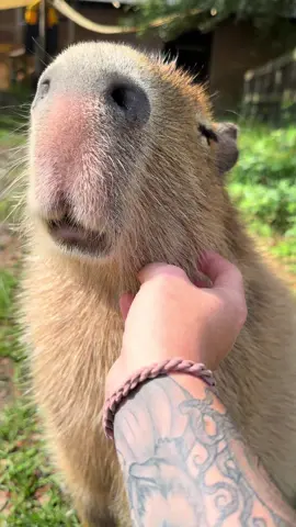 Cheesecake the capybara loves doing her happy chittering sounds while being scratched 🥰  Granted, she never stops her happy chittering 😂 #capybara #capybaras #cuteanimals #capybaralove #funnyanimals #animals #cute #funny #wildlife 