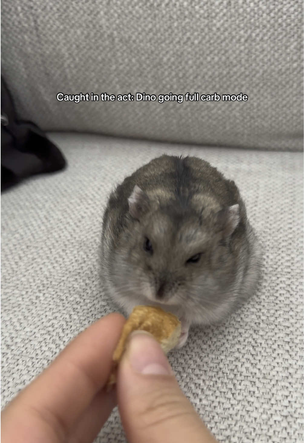 🍞  #pov #hamster #dwarfhamster #hamsterlove #fyp #hamstersoftiktok #foruyou #hamsterfun #hamsterlife #fypシ゚ #hamstergang #hamsterlovers #animalsoftiktok #viral_video #cute #