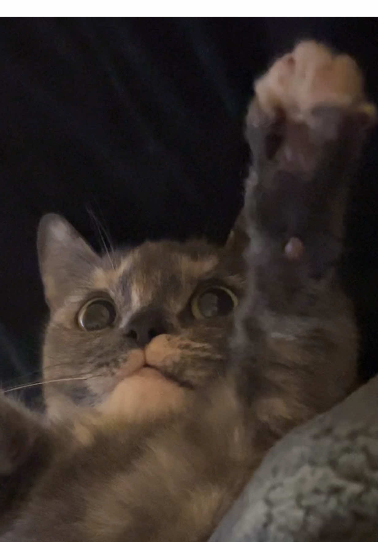 On the verge of tears over how precious Mittens is 