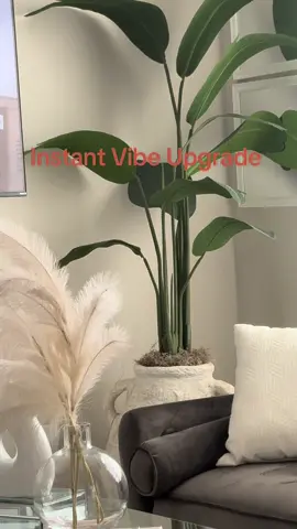 Just added some fresh life to my space with this beautiful plant I found on Amazon! It’s the perfect touch of green to brighten up any room and bring those cozy, natural vibes. The planters is from HomeGoods—such a perfect match! Shop the plant here: https://a.co/d/cX7gO1p Don’t forget to like, comment, and subscribe for more Amazon favorites! #amazonfinds #plantdecor #homedecor #cozyvibes #greenthumb #aestheticplants #plantlove #amazonmusthaves #foryou #shorts #youtubeshorts #viralshorts