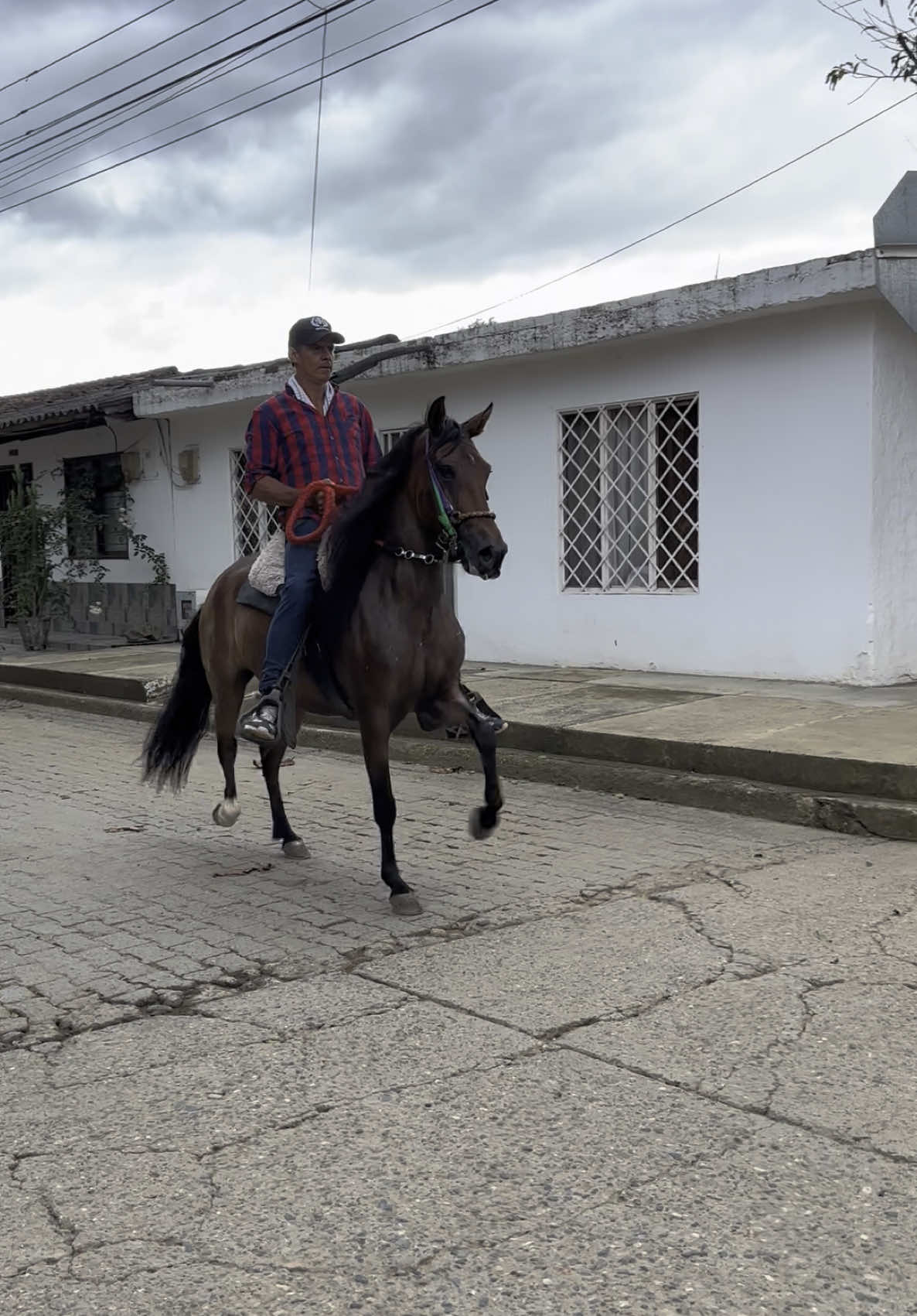 V8 Titi del Rancho (Hermano Sol de Villa Milena x Alicia del Rancho) (Maracanazo)  Club Hípico El Rancho “Un Criadero Legendario”  #clubhipicoelrancho #distribuyendoraza #bancogeneticodelcaballocriollo #ccc #lucerolindo #trochapuracolombiana #trocha #v8titidelrancho #hermanosoldevillamilena #colombia #valledelcauca #suscaballos #geneticalegendaria #caballocriollocolombiano 