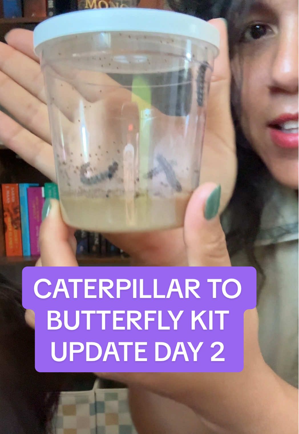 We got this awesome butterfly kit from Amazon (with 10 Live caterpillars!!) I’m sharing the entire process on how they grow and transform here on my TT (make sure to follow! 🦋) This is a great homeschooling resource! We did it last year and my kids LOVED IT!  I have this exact kit linked on my profile in case you want to get it too ;) #butterflykit #caterpillartobutterfly #insectlore #homeschoolingmom #homeschool #thingstodowithkids #homeschoolingfamily #creatormom #momcreator #momcreator #momtok #momlife #sahmlife #homeschooledkids #homeschoolingroutine #booktokmom 