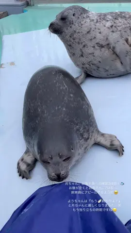 Tsuki and yo chan together:D  #yochan #tsuki #tsukichan #seals #seal #sealpup #babyseals #sealcouple #pinniped #pinnipeds #ringedseal #foryou #fyp #tokkaricenterseals #tokkaricenter #katsunori #japan 