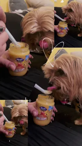 Paquito descubrió la alta cocina… de bebés!  “cocina molecular para perros finos” #compotabebe #herobaby #yorkshire #yorkshireterrier #babyfood #yorkie #yorkiesoftiktok #potito #compota #dogsoftiktok 