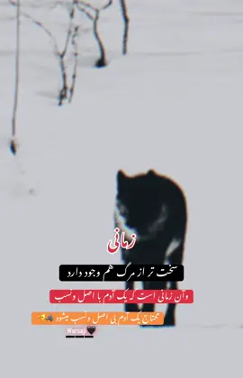#🐺 