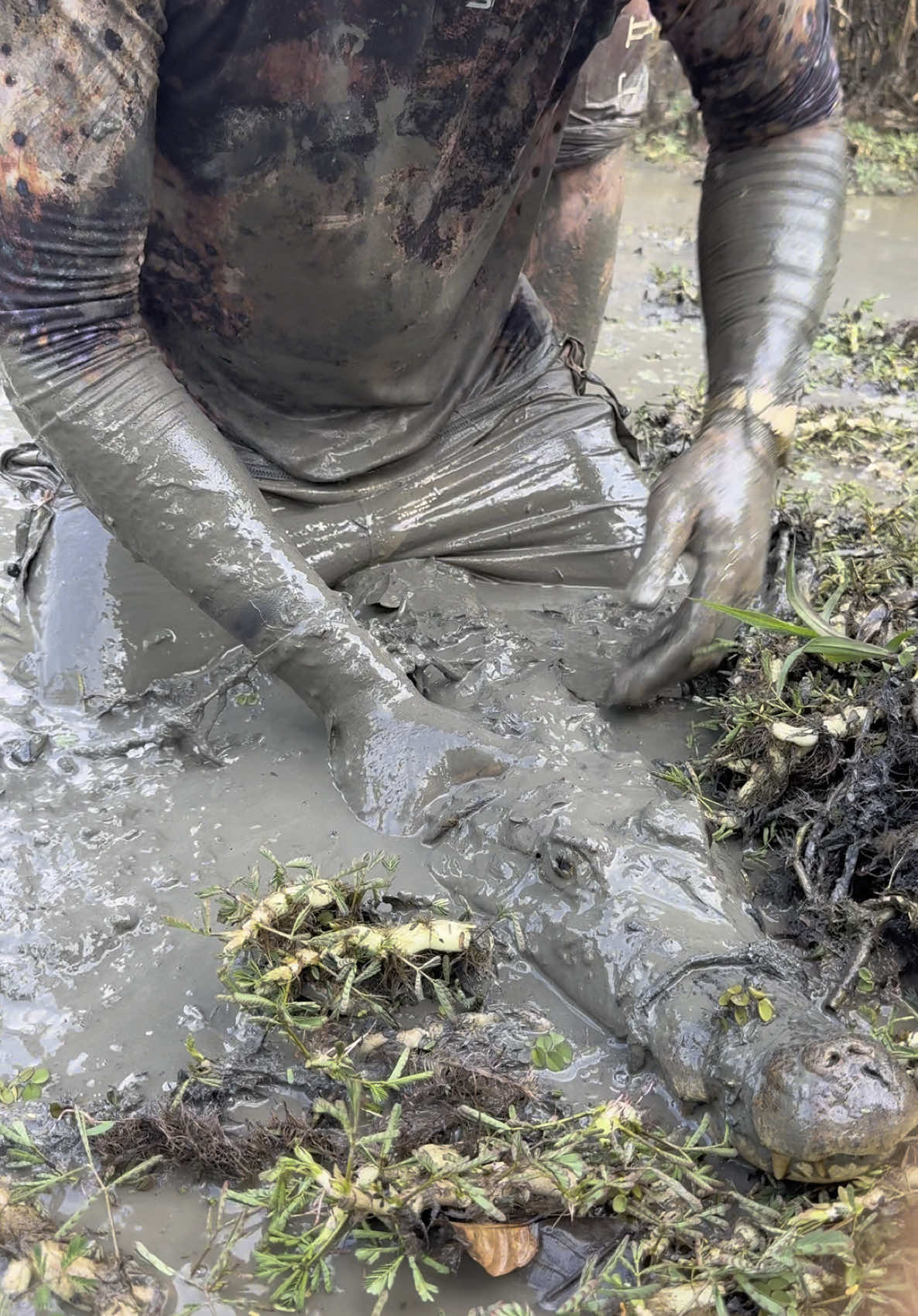 Looking for a 20 foot anaconda! #wildlife#viralvideo#funny#educational#conservation#professional#yoink#snake#frog#foryoupage#spider#fyp#snakes#animals#nature#explore#adventure#crazy 