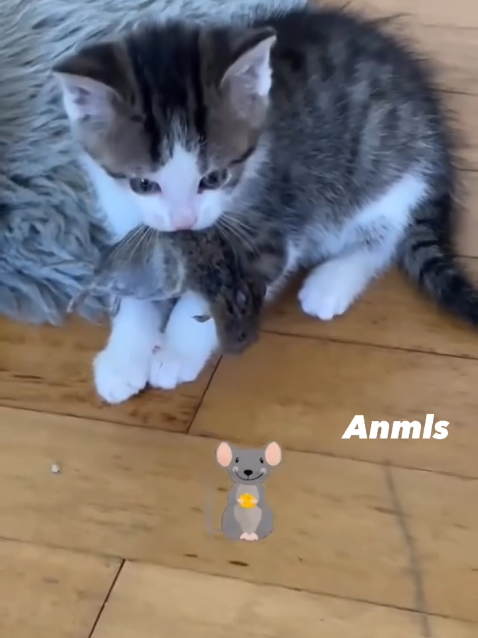 su hijo triunfo mamá #gatitostiktok #gatitos_haciendo_cosas #viral #viralvideotiktok #gatos #michi #gatitos #amoralosanimales #gatitos #