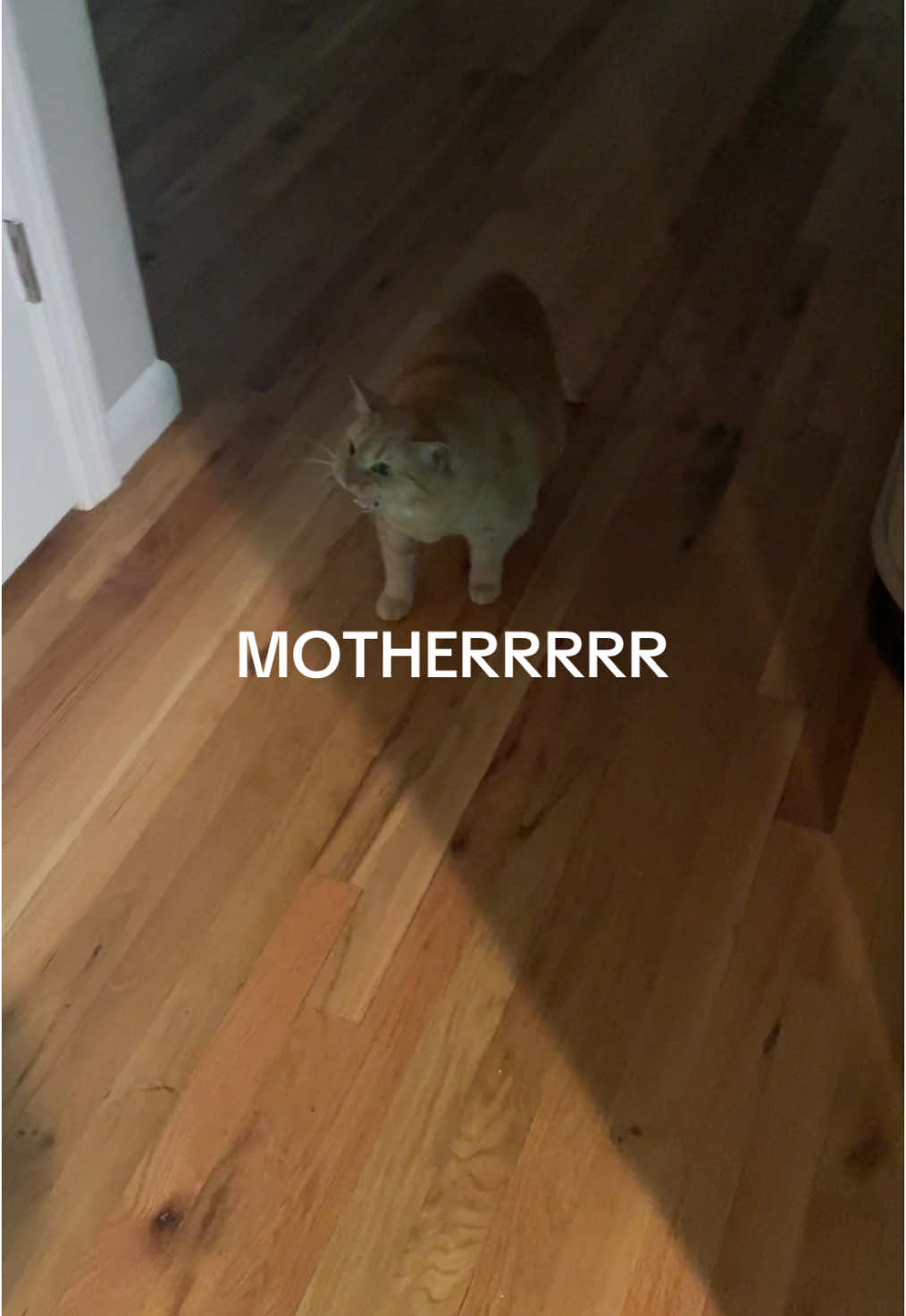 Now we both get to be mad 😬 #orangecat #orangecatbehavior #cattok #catsoftiktok 
