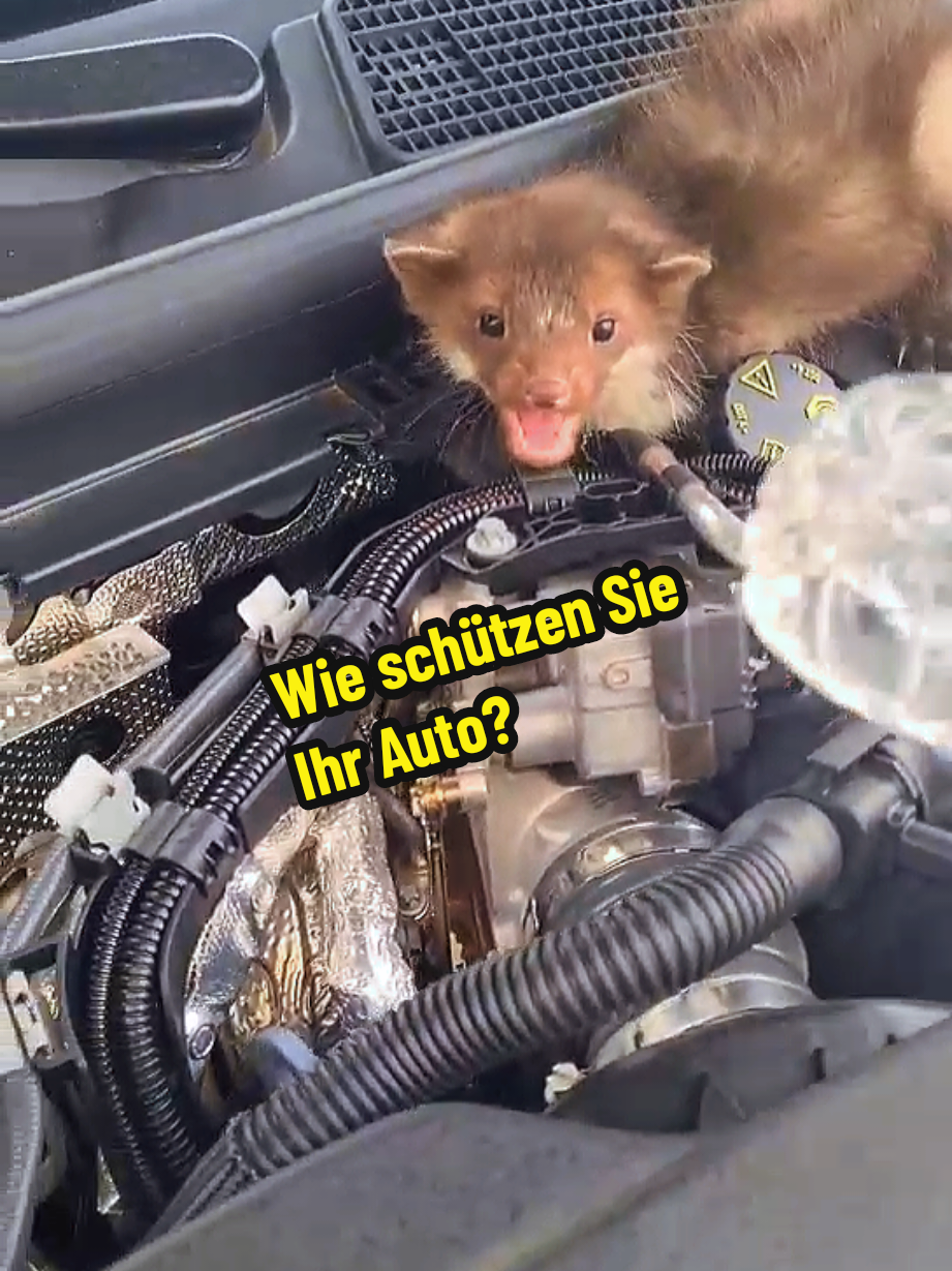 Das Video ist eine kreative Transformation mit einem kritischen/humorvollen Zweck. #deutschland #österreich #auto #fyp 