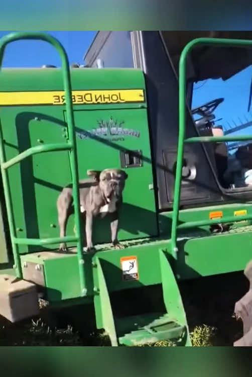 Unlock new sounds😂🐕#dogsoftiktokc #cuted #TikTok #dogsoftiktok 
