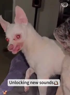 Unlocking new sounds🐶#usaus #dog #funny #dogsoftiktok #funnyvideos #funnytiktok #funnyanimals #funnydog #fyp 