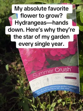 Do you have hydrangeas in your garden? #Hydrangeas #flowertrend #fyp #FavoriteFlower #GardenTok #FlowerTok #GardeningLife #HydrangeaLove #GardenInspo #PlantTalk  #BloomsOfInstagram