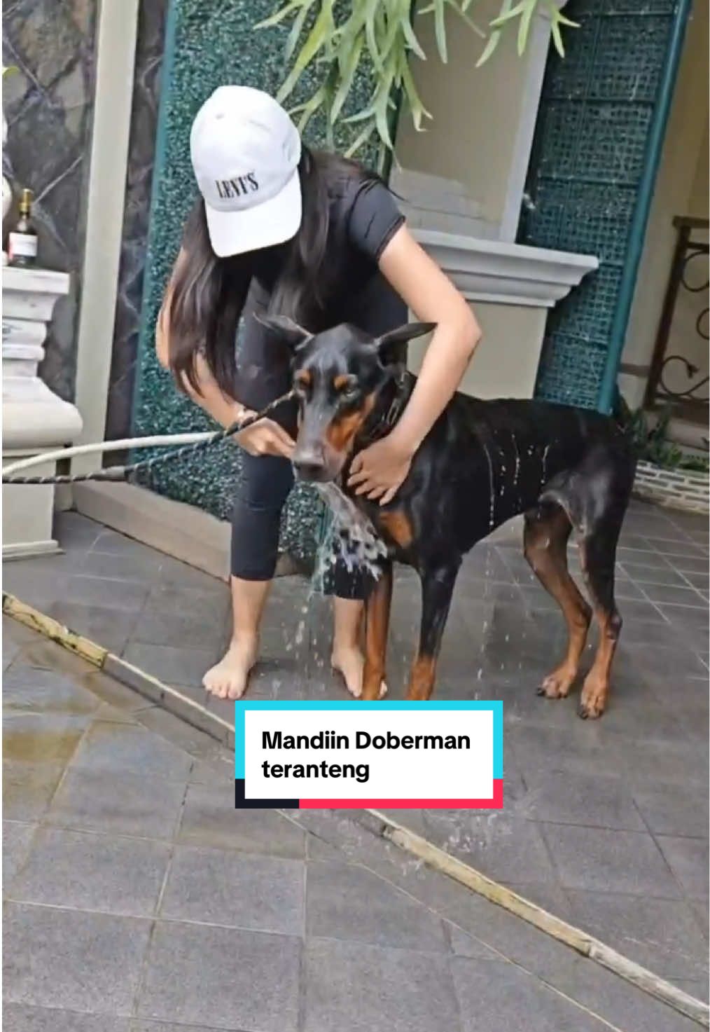 Doberman paling gak reog