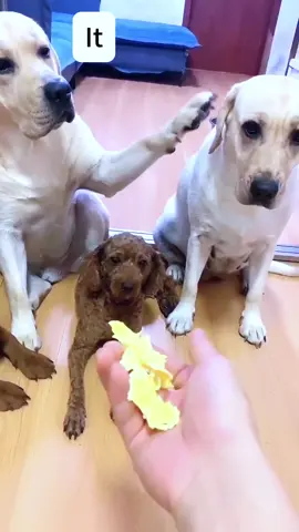 If guilty was a look… #fyp #dog #dogs #doglover #dogsoftiktok 