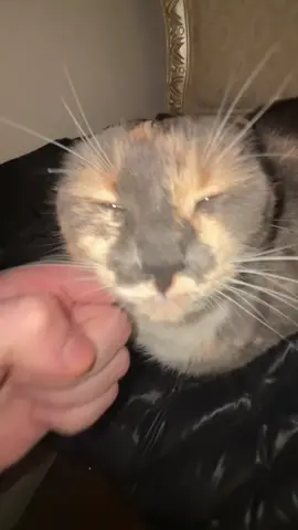 SHUT UP 😩 #fyp #yesking #yesking😩 #yeskingaudios #cat #cats #catsoftiktok #funny #funnyvideos #funnycat #trending #trend #viral #viralvideo 