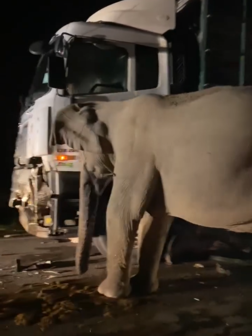 Kemalangan dijalan gerik - jeli Lori terlanggar anak gajah anak gajah terperosok dibwah lori ibu gajah cuba utk ambik anaknya dibawah lori tersebut. Kejadian itu telah akibatkan jln jem lebih dr 2jam awal pg td.