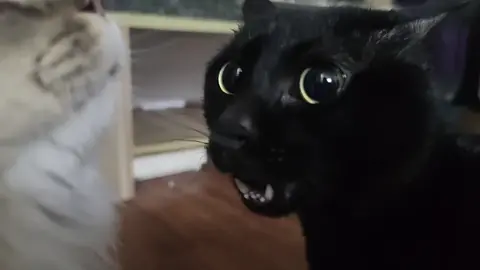 don't argue anymore😫#fyp #kitty #PetsOfTikTok #meowing #kucing #funnyvideos #cutecat #funny 