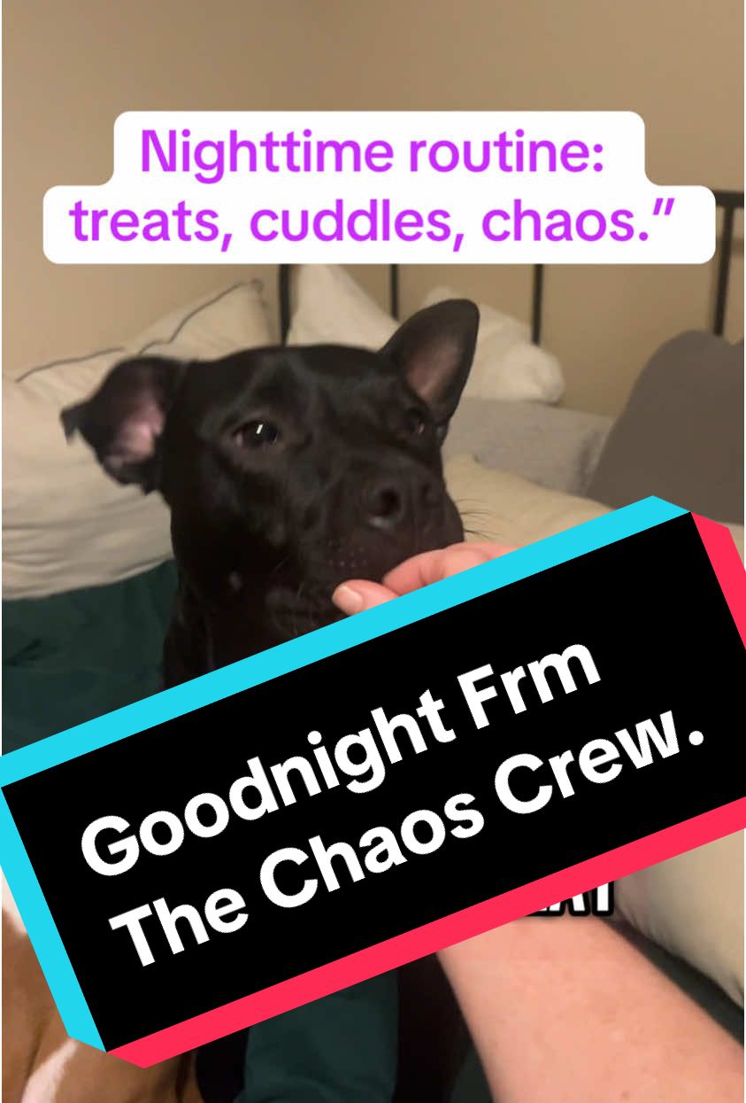Just a little love before lights out. Goodnight TikTok—thank you for being part of our journey. We’re building peace, one treat and bedtime cuddle at a time. #GoodnightTikTok #CupcakeChronicles #ComebackInChaos #SingleMamaStrong #PetMomLife