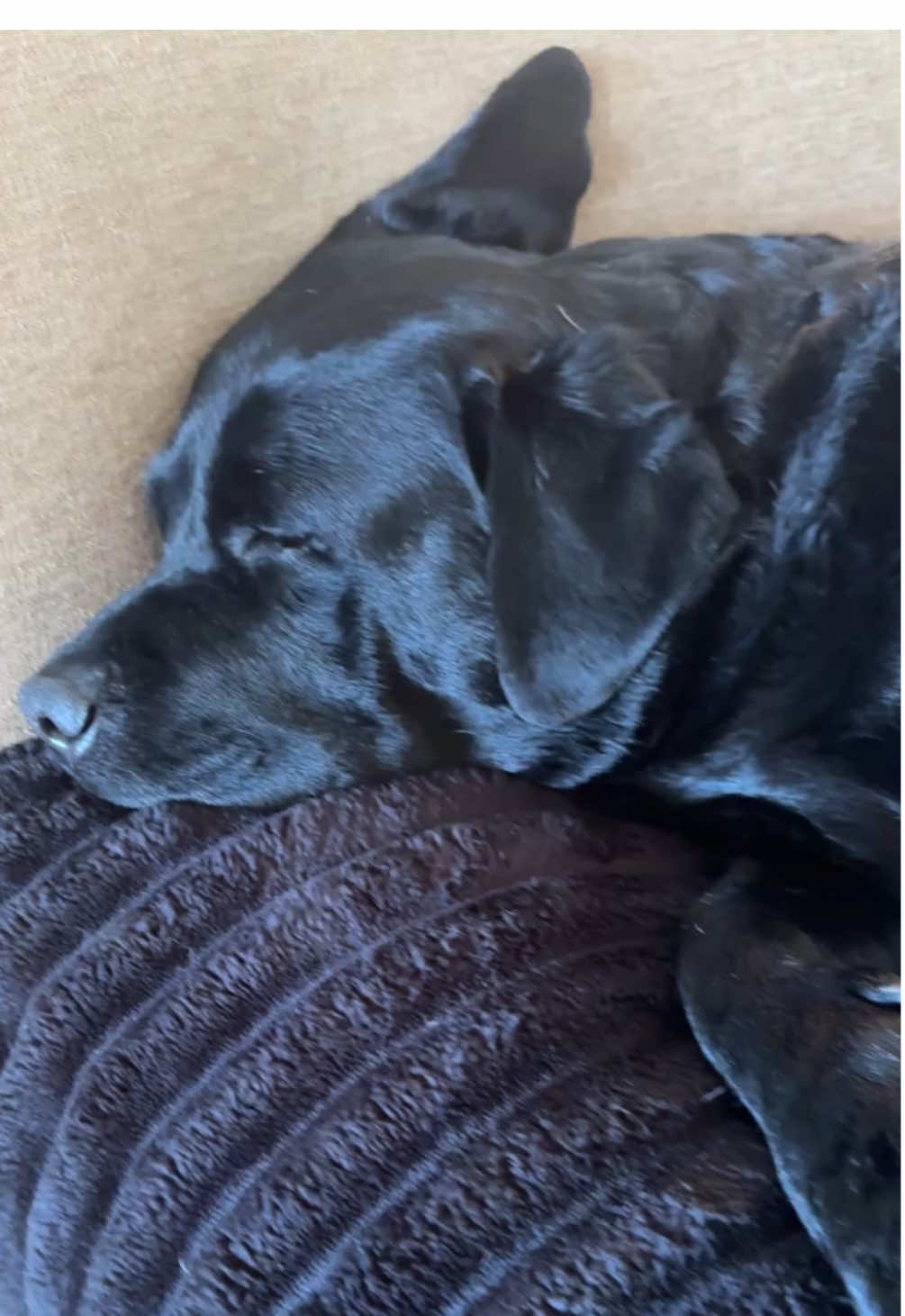 Sweet dreams 😴🖤💛🤎#sleepy #sweetdreams #foryoupage #foryourpage #fyp #foryoupageofficiall #fypシ #besties #sleepyhead #dogmom #thelbbeffect #loveyou #goodnight 