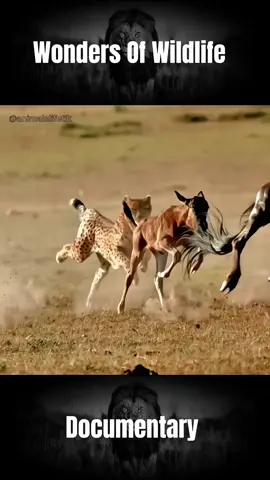 This is the cheetah's hunting skill. #cheetah #fight #prey #wildlife #nature #animal #fy #viral 