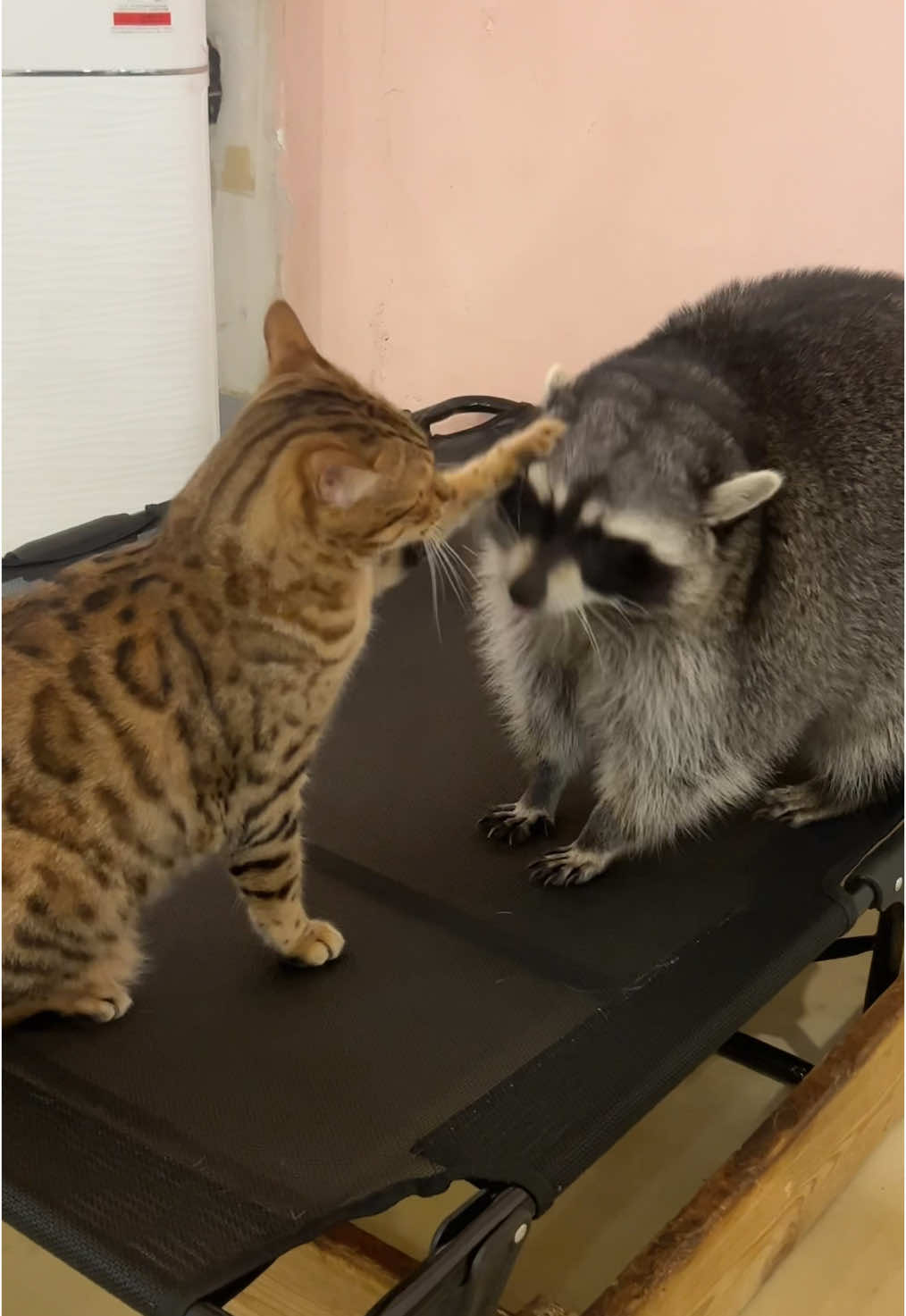 고양이를 사랑하는 너구리🦝 #건대 #미어캣족장 #raccoon #アライグマ #mapache  . . . #seoul #seoultravel #건대핫플 #건대데이트 #seongsu 