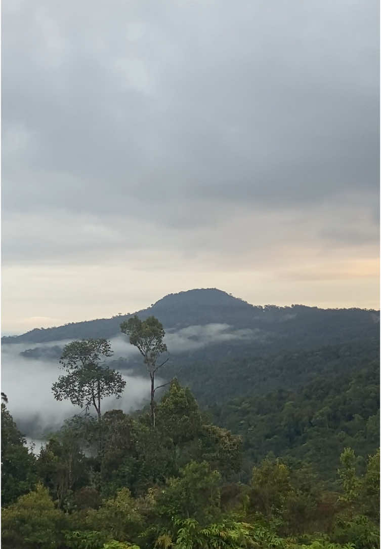 𝘽𝙐𝙆𝙄𝙏 𝙏𝙚𝙣𝙜𝙠𝙤𝙧𝙖𝙠, yang juga dikenal dengan nama Bukit Pasir Putih, merupakan salah satu destinasi alam yang menakjubkan di Kabupaten Murung Raya, Kalimantan Tengah. #aslipurukcahu #murungraya #murungraya_kalteng #tumbangolonguutmurungrayakalteng #tumbangolong #bukitpasirputih #bukittengkorak #fyp #fypage #fypシ゚ #masukberanda #masukberandafyp 