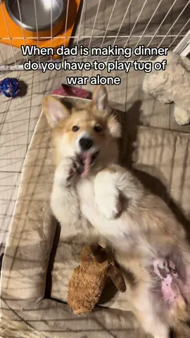 My favorite rope #apollothecorgimute #dog 