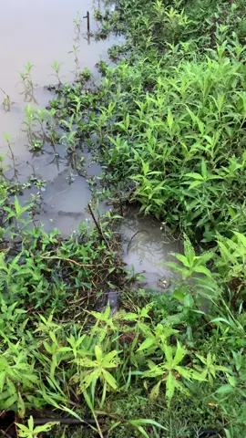 តស់មើលលប🐟🐟🙏☺️