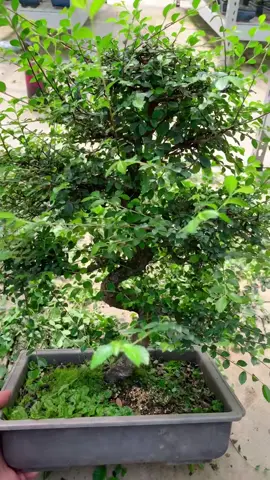Bonsai transformation ✨ #bonsai #bonsaitree #bonsaidirect #nature #garden #trees #pruning #tranformation 