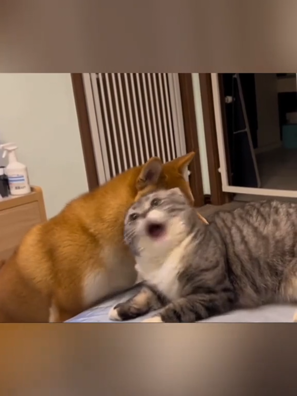 Reason why cats hate dogs #кіттіктокер #кітукраїнець #кіт #cattok #catlover #cats #catsoftiktok #cat #cute #кот #kitten #котики #коты #котенок #котикиприколы #котыприколы #смешное #смешныеживотные #собака #собакадругчеловека #собаки #dog #dogsoftiktok #dogs #doglover #tiktok #собакиприколы #котики #котикиприколы #кумеднікоти #catsoftiktok #yellowcat #котысобаки #котята #котыприколы #собакиприколы #приколы #лучшее