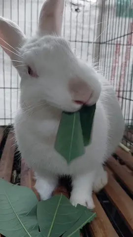 kelinci lucu#kelinciimut #kelincilucu #peternakmuda #ternakkelinci #bunny #rabbit #peternakkelinciindonesia #imut #kelincihyla 