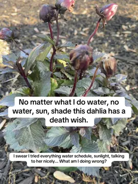 Fellow plant people—how do you keep your dahlias alive?? I’m open to advice (and emotional support). 🪴💔 #PlantTok #DeadDahlia #PlantSOS #BlackThumb #PlantParentProblems #HelpMeGarden #HouseplantStruggles #DahliaDrama #PlantFail #GardeningTips