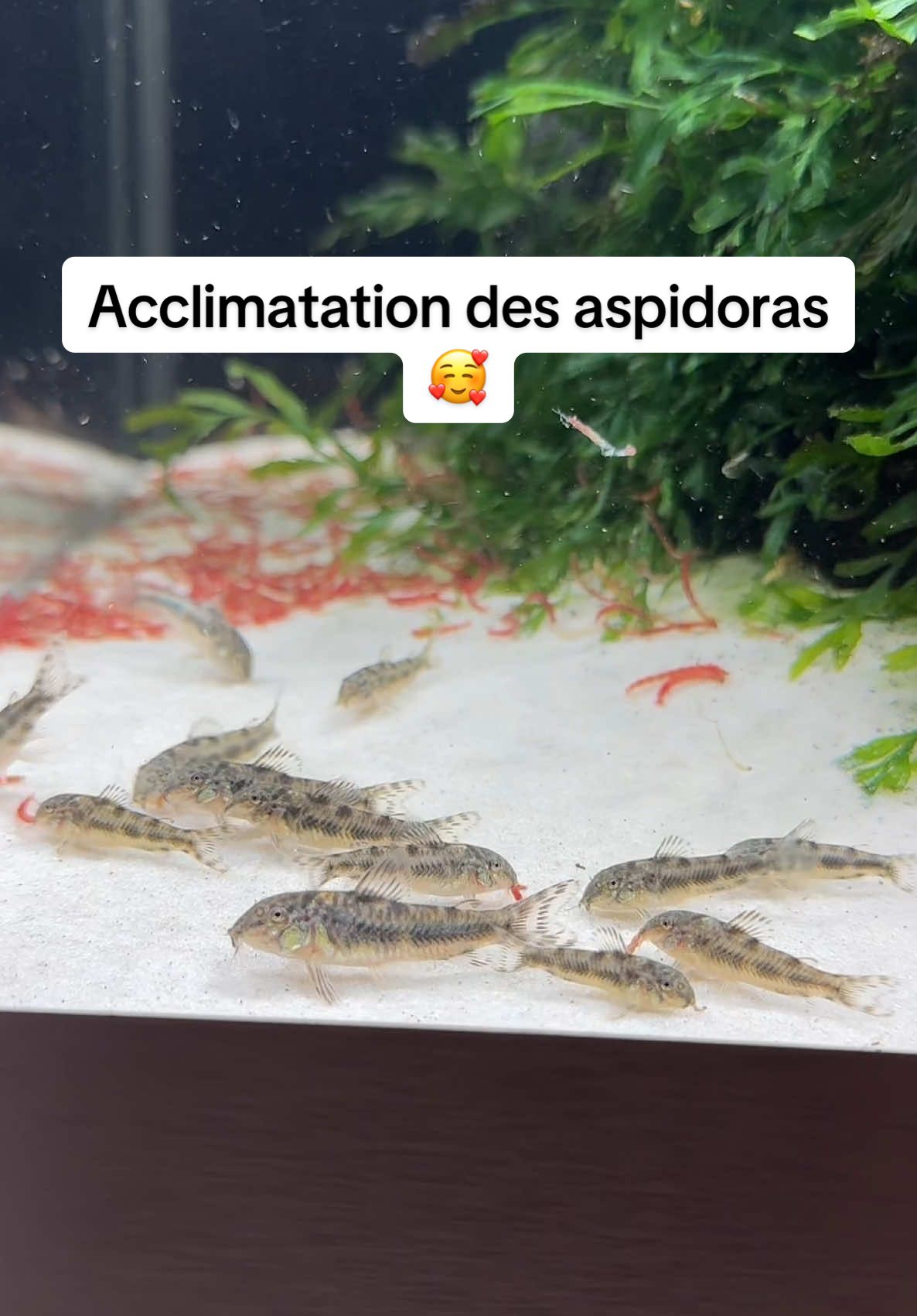 Grâce à leur fouille du sable, ils permettent de garder un sable propre en déplaçant les déchets dans la colonne d’eau (qui seront ensuite aspirés dans le filtre) #aspidoras #aspidorasspilotus #poisson #aquarium #poissonchat #aquascaping #aquariophilie #acclimatation 