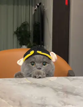 #fyp #foryoupage #cat #catsoftiktok #trending 