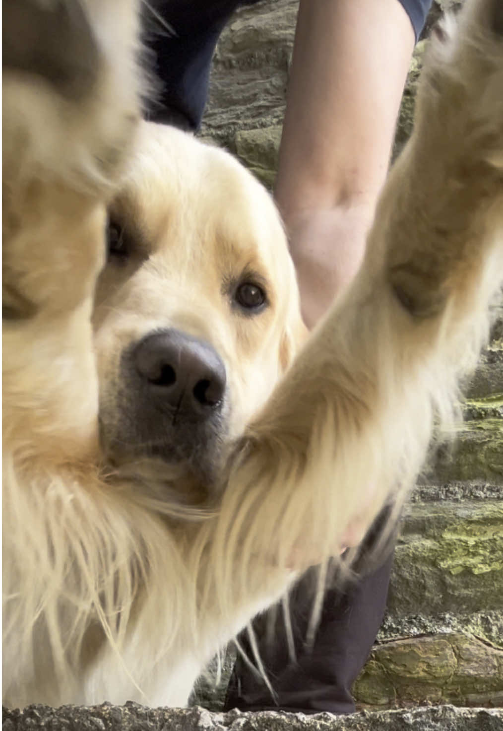 stay pawsitive 🐾 #goldenretriever 
