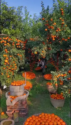 OMG 😱🍀☘️🌱🔥💥#happy#fyp#asmr#fruit 