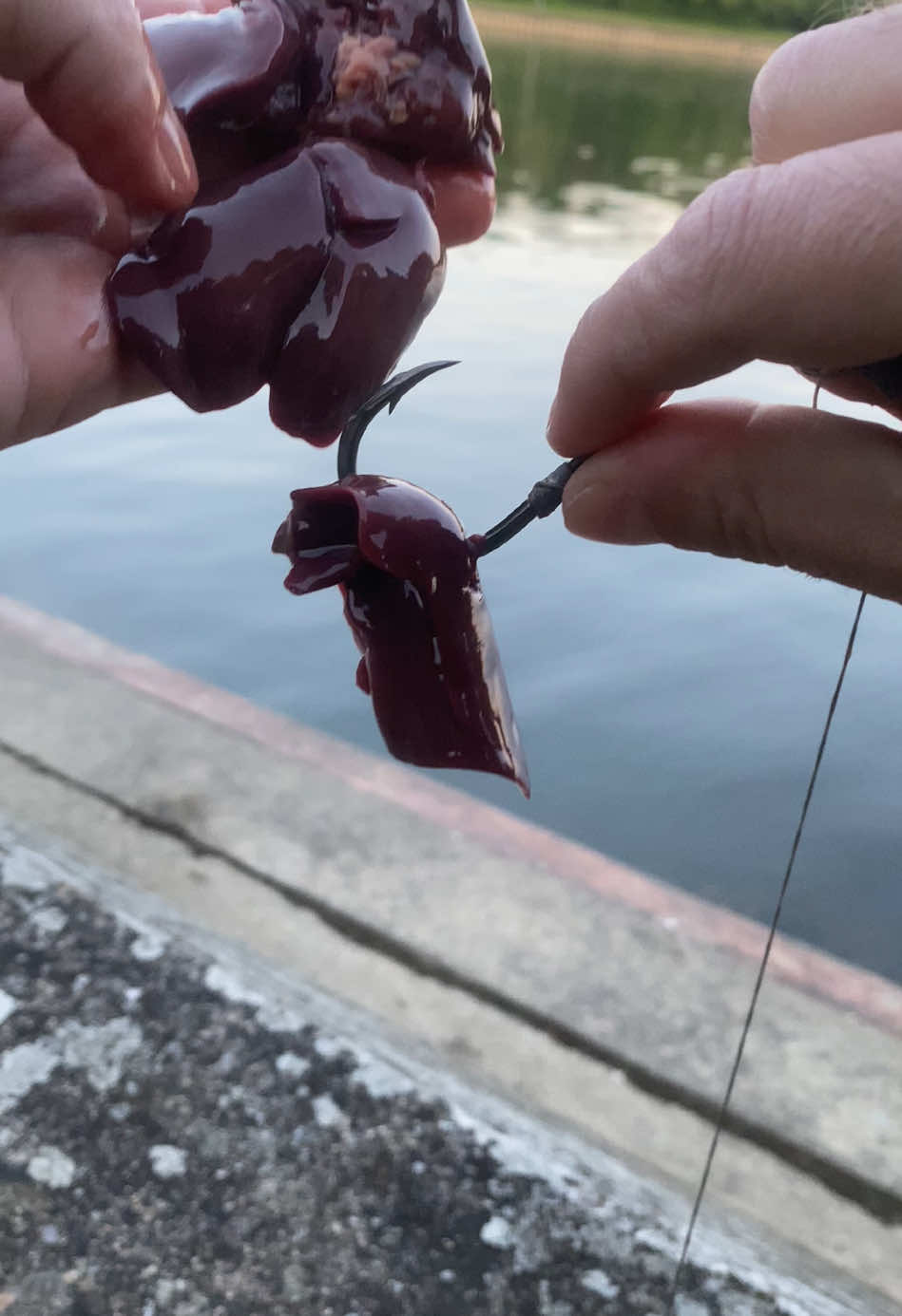 Comment péché facile le silure! #outdoorfun #fishinglife #silure #silureglane 
