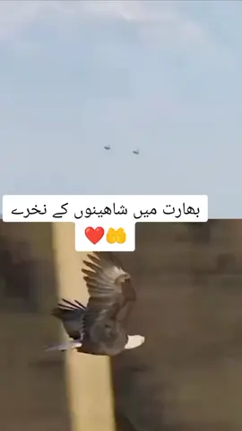 #pakistan #zindabad🌹💪⚔️⚔️🇵🇰🇵🇰 